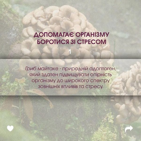 Майтаке (Мaitake) диетическая добавка - онкопротектор, иммуномодулятор, снижение веса, при усталости, 60 растительных капсул в баночке 4820171414460 фото