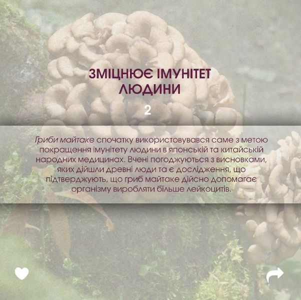 Майтаке (Мaitake) диетическая добавка - онкопротектор, иммуномодулятор, снижение веса, при усталости, 60 растительных капсул в баночке 4820171414460 фото